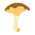 Suillus bovinus mushroom hand drawn vector illustration